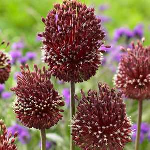 Allium Red Mohican