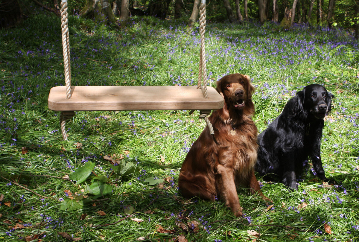 bluebells, medium, 2 dogs.jpg
