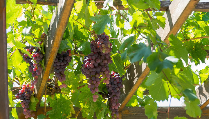 How To Grow Grape Vines On A Pergola In The UK