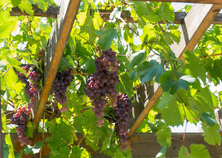 How To Grow Grape Vines On A Pergola In The UK