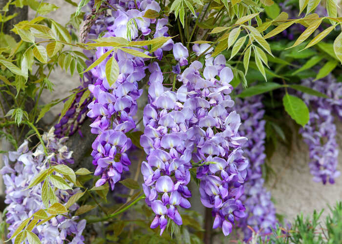 Close up of some beautiful purple wisteria flowers Close up of some beautiful purple wisteria flowers