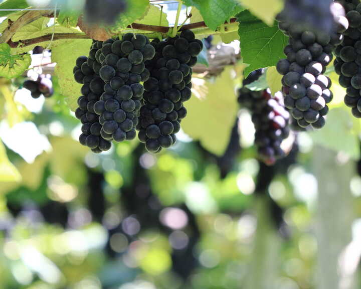 grapevines in a garden