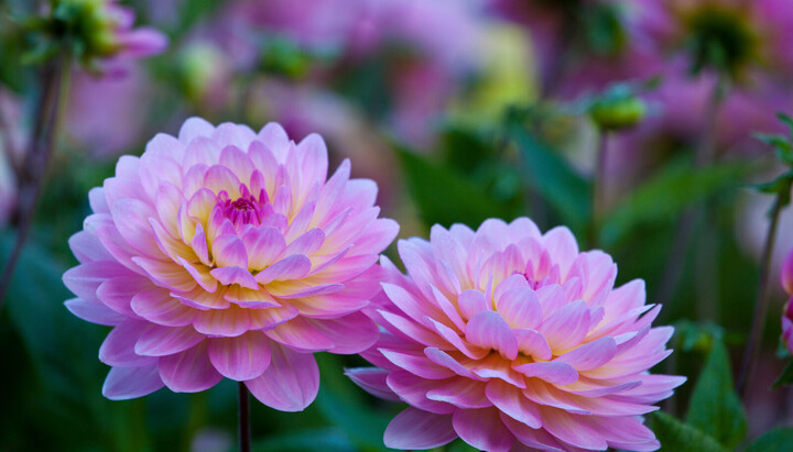 Dahlia Dreaming &lt;br&gt; by Katherine Crouch