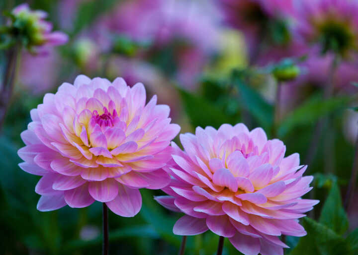 Dahlia Dreaming <br> by Katherine Crouch