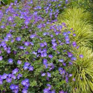 Geranium 'Rozanne'with contrasting Hakonechloa Variegata
