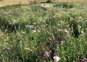 The Wild Flower Meadow in late Summer