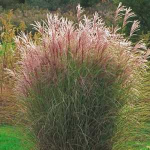 Miscanthus Morning Light