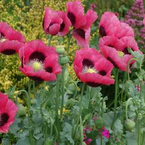 Oriental Poppies