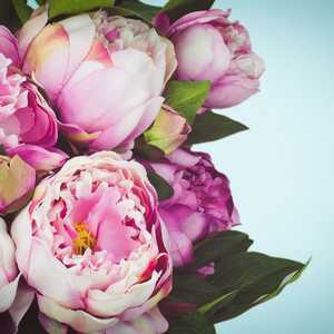 Peonies