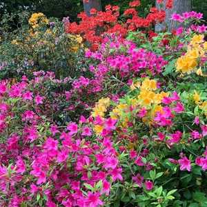 Woodland Azaleas