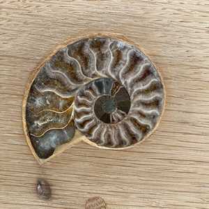 Ammonite Detail