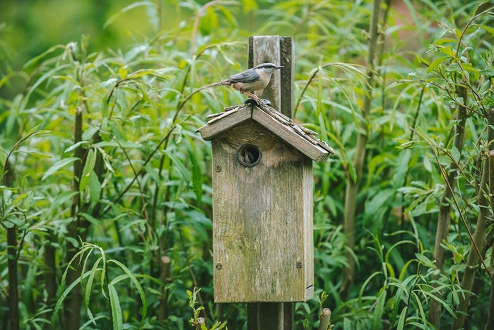 Pollinators & Wildlife By Sarah Jarman 